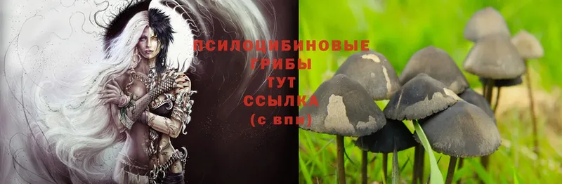 Псилоцибиновые грибы Psilocybe  цена   Орехово-Зуево 